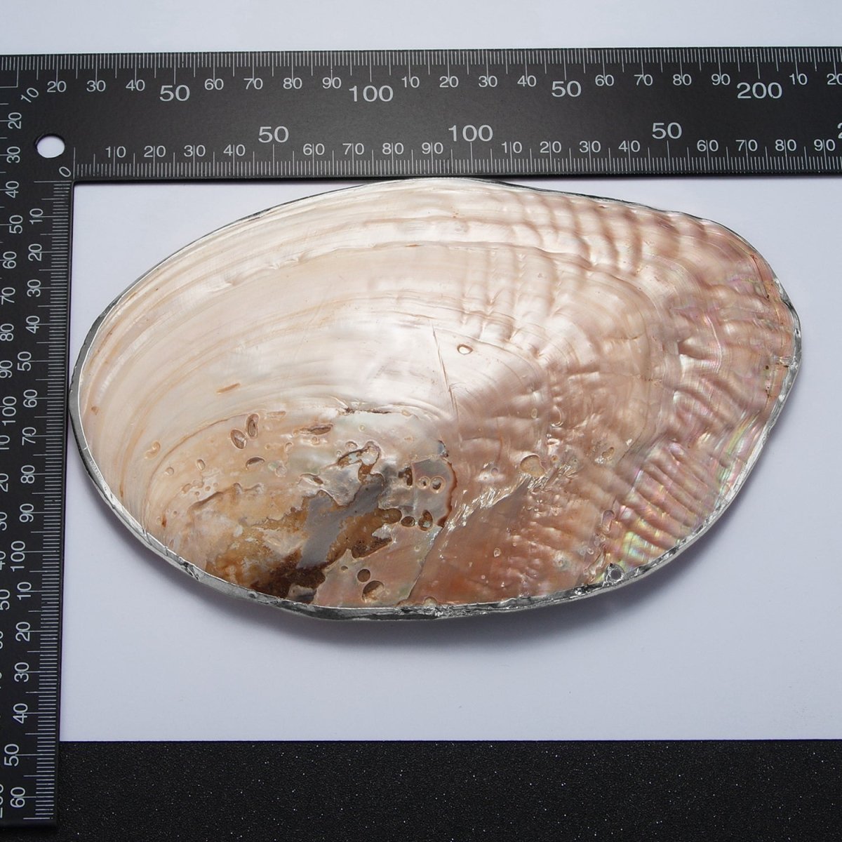 Natural Freshwater Pearl Tray in Gold & Silver Findings | P1894